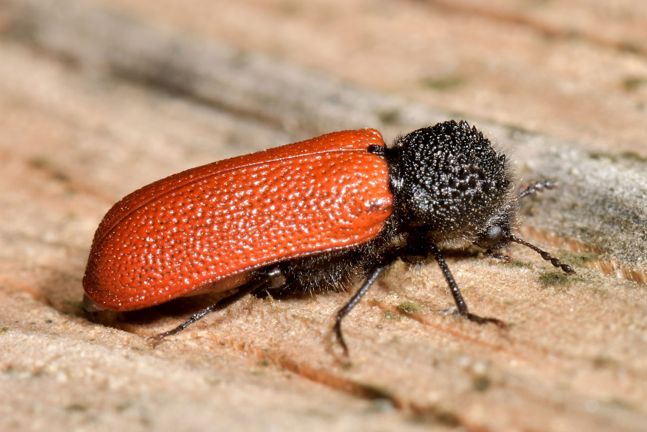 Bostrichidae: Bostrichus capucinus